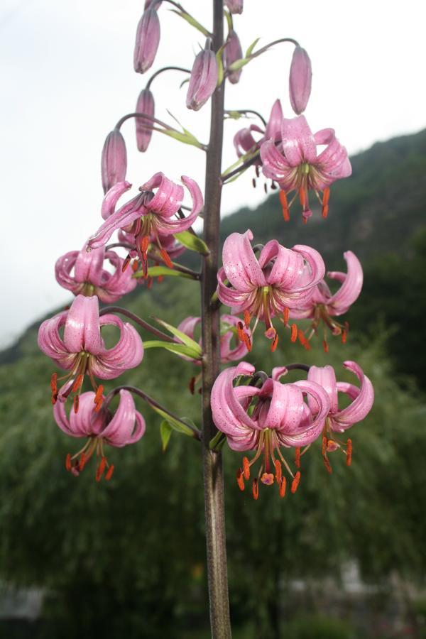 Gite Fouga 아라뉴엣 외부 사진